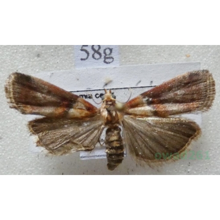 Acrobasis tumidana (Denis & Schiffermüller, 1775) Czech58g